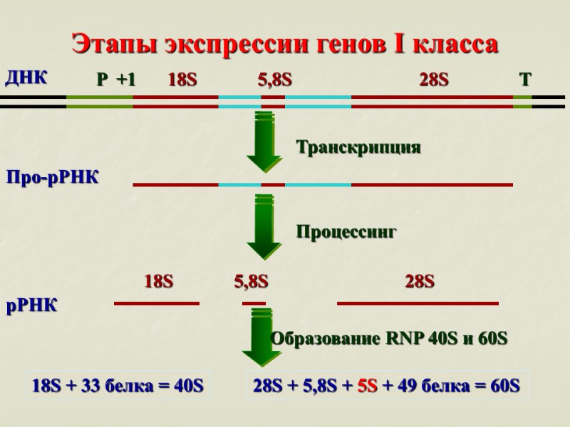 T P  +1 Этапы экспрессии генов I класса 18S + 33 белка =